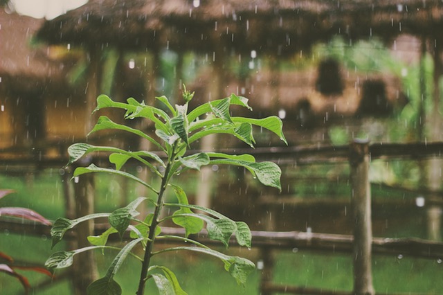 梅雨_夏_湿度